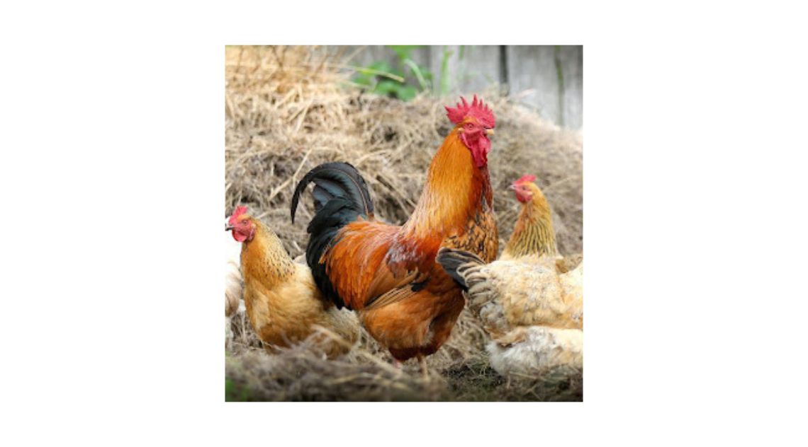 Worm Treatment for chickens